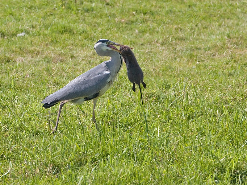 Ardea cinerea Blauwe Reiger Grey Heron